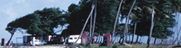 www.traveljungle.co.uk
